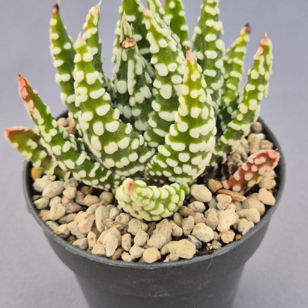 Tulista pumila donuts híbrida 001