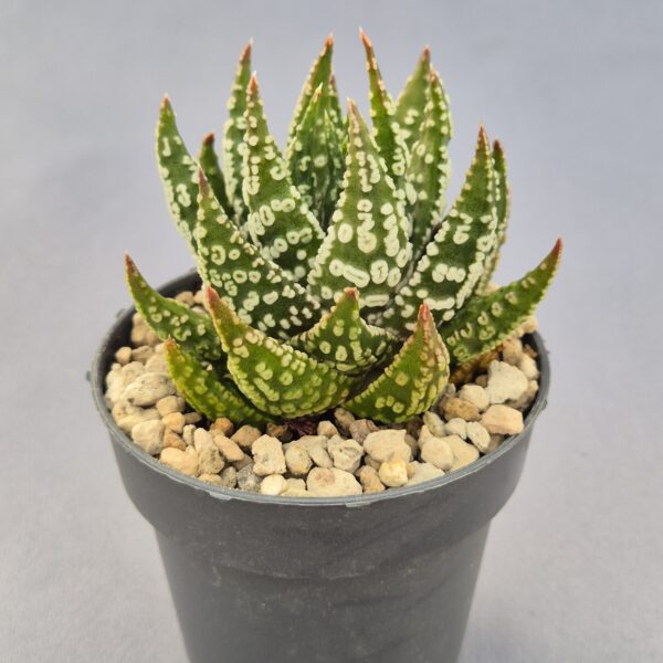 Tulista pumila donuts híbrida 003