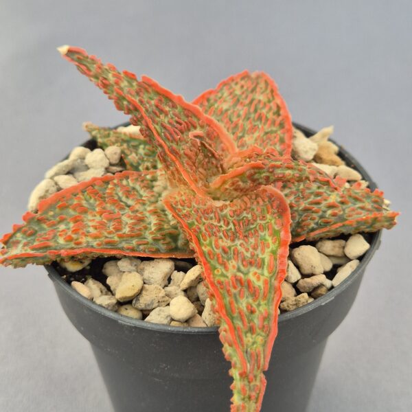 Aloe TCT híbrido 001