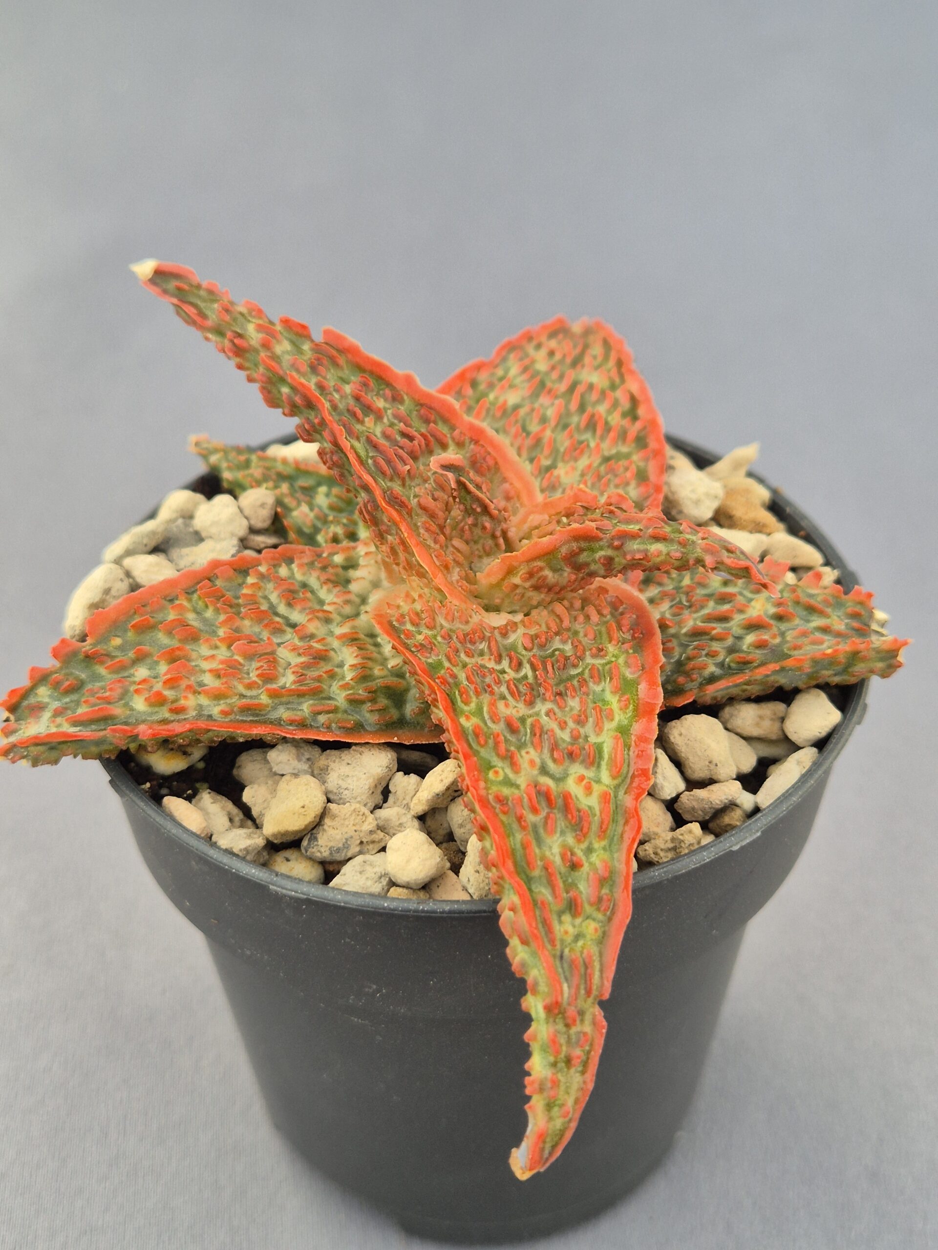 20250223_163640 Aloe TCT híbrido 001 - Imagen 1