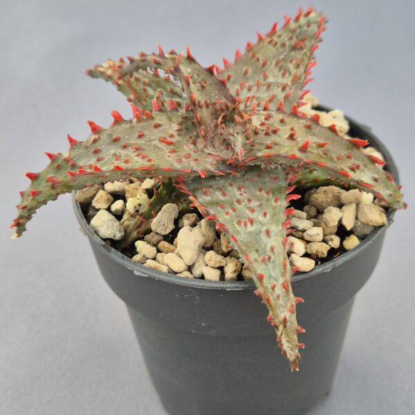 Aloe TCT híbrido 002