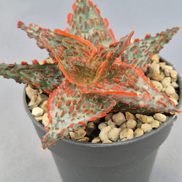 Aloe TCT híbrido 003