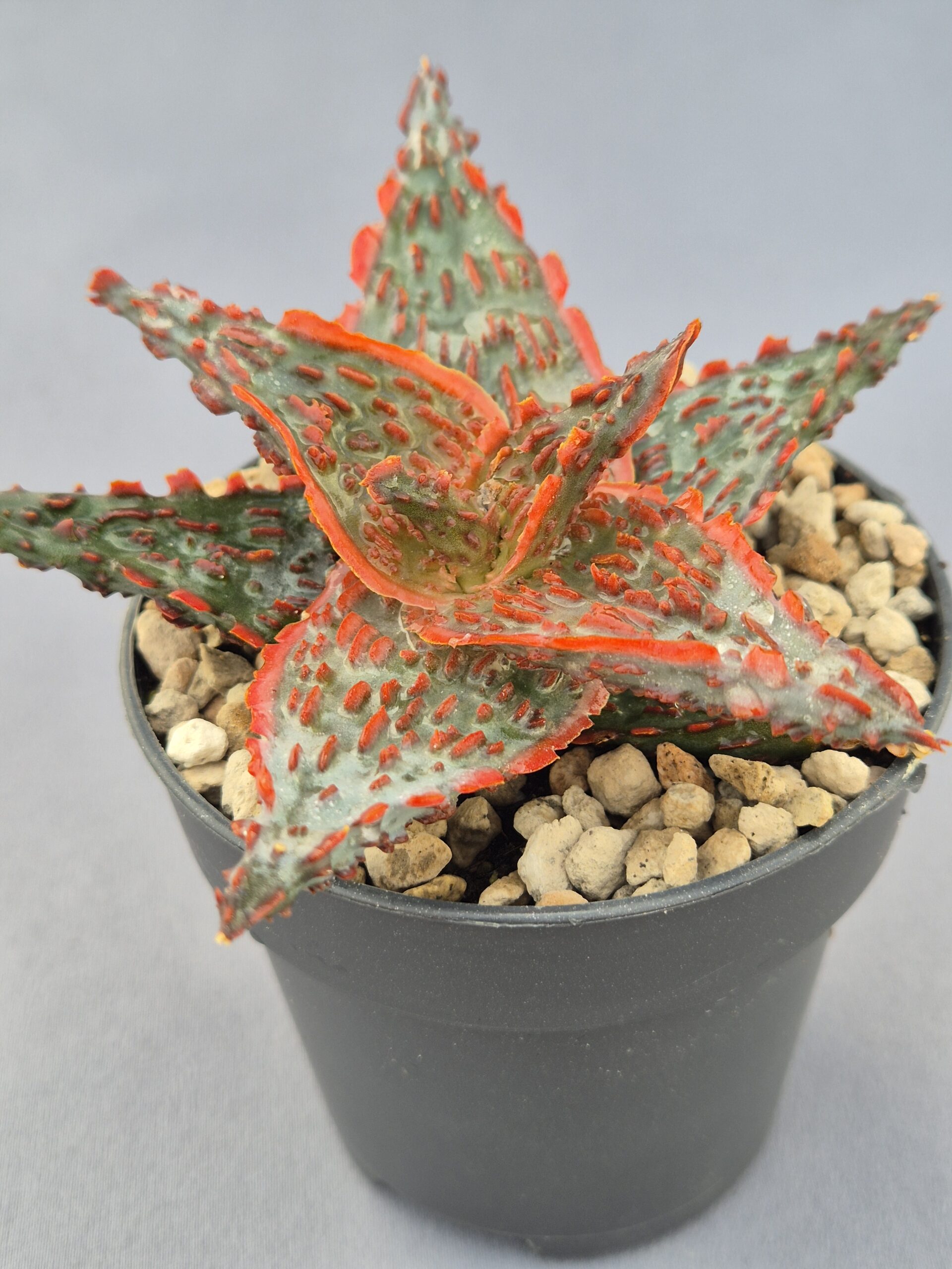 20250223_164009 Aloe TCT híbrido 003 - Imagen 1