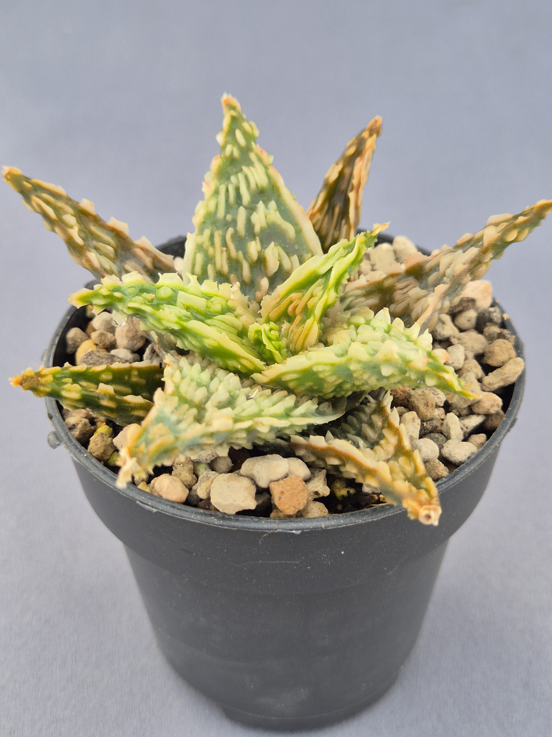 20250223_164132 Aloe TCT híbrido 004 - Imagen 1