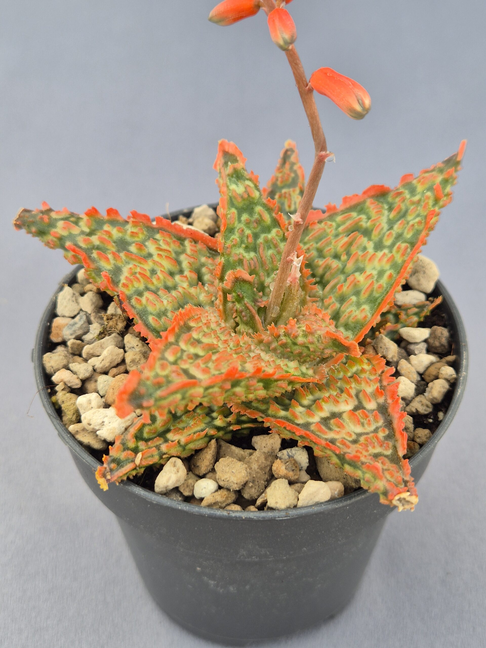 20250223_164538 Aloe TCT híbrido 005 - Imagen 1