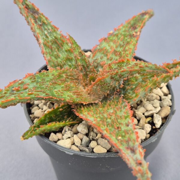Aloe TCT híbrido 006
