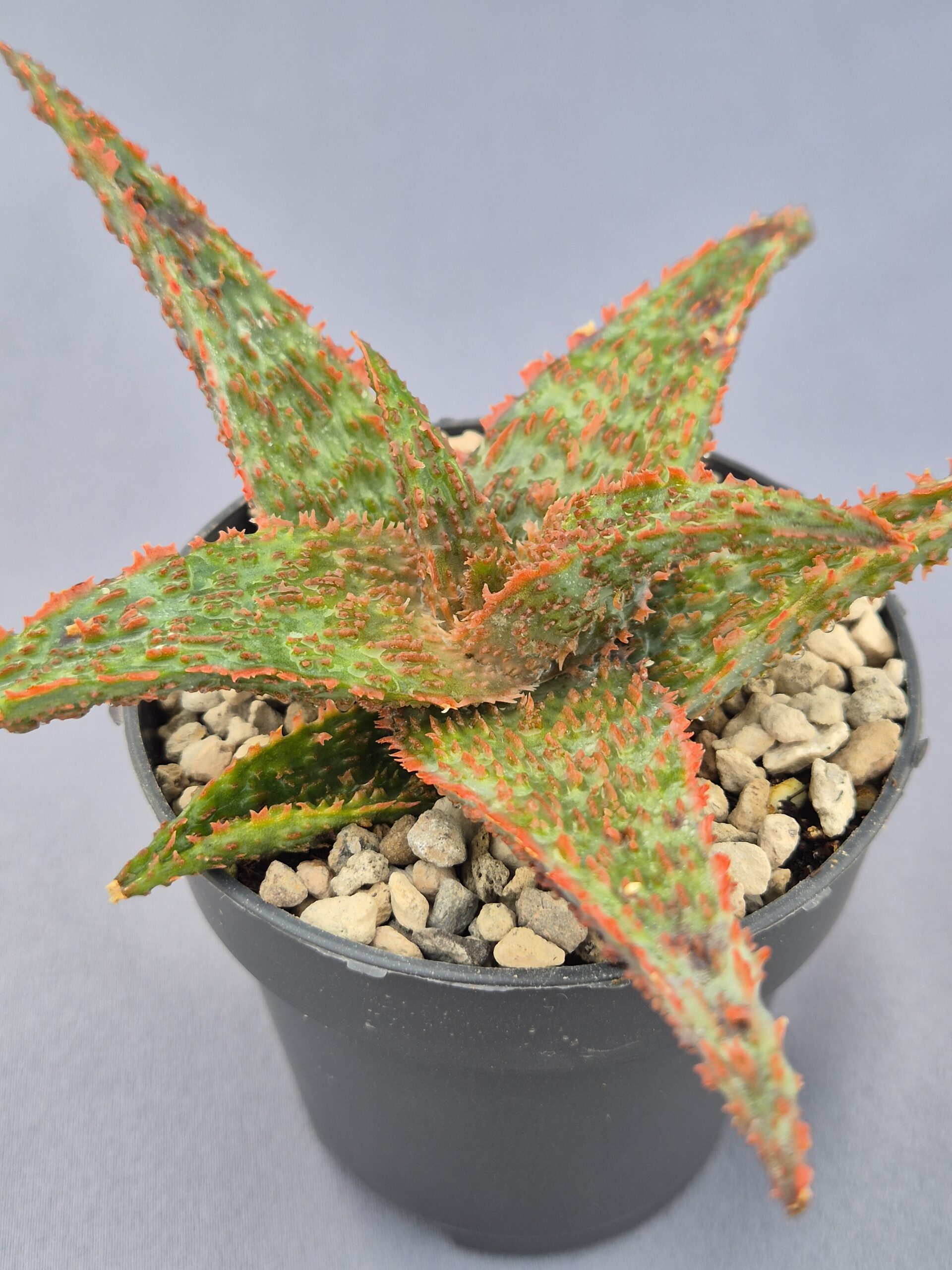 20250223_164657 Aloe TCT híbrido 006 - Imagen 1