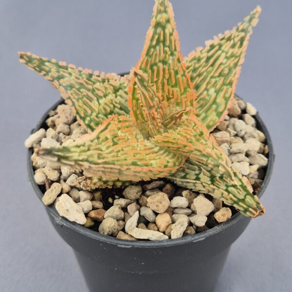 Aloe TCT híbrido 007