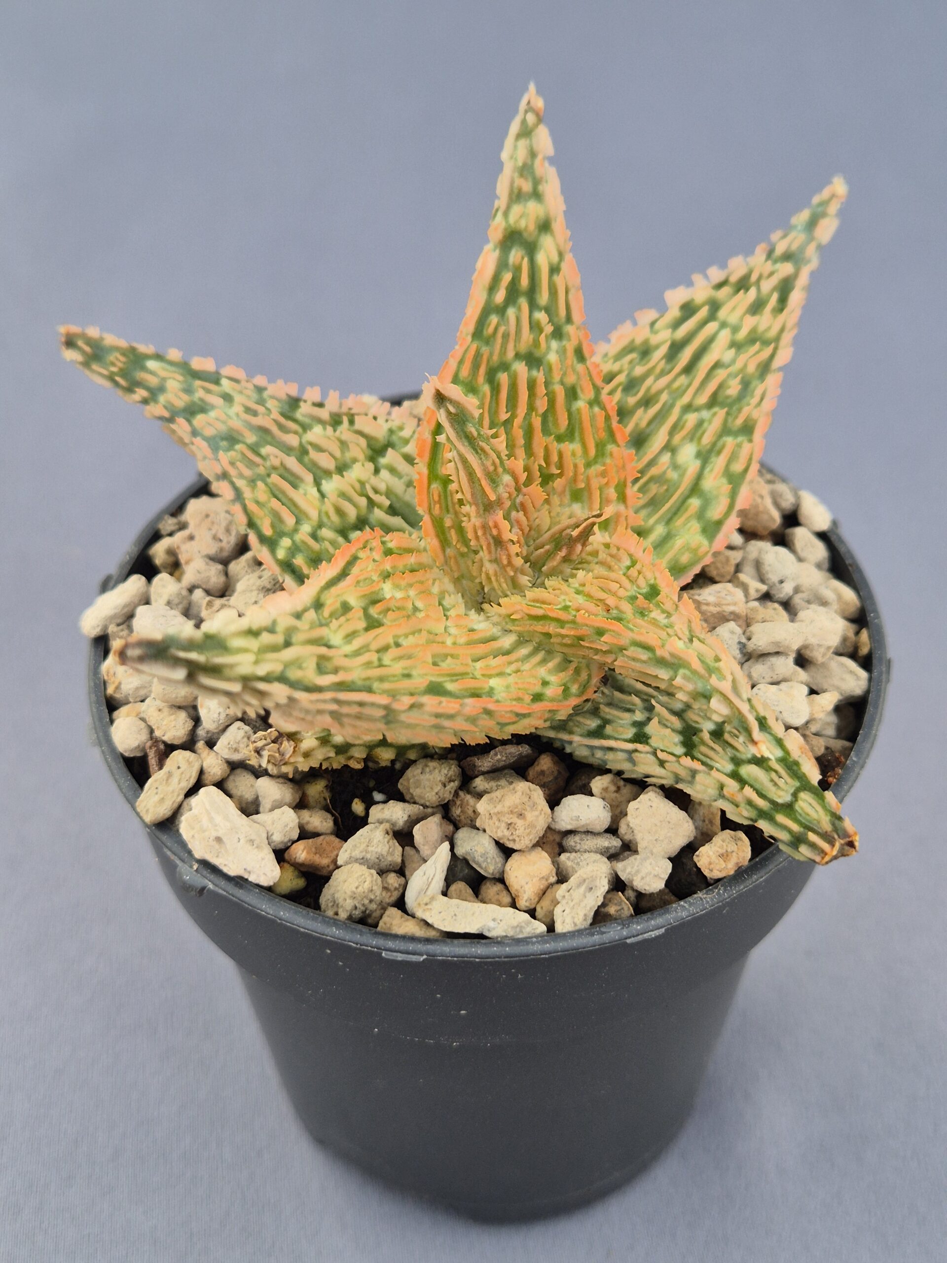 20250223_164851 Aloe TCT híbrido 007 - Imagen 1