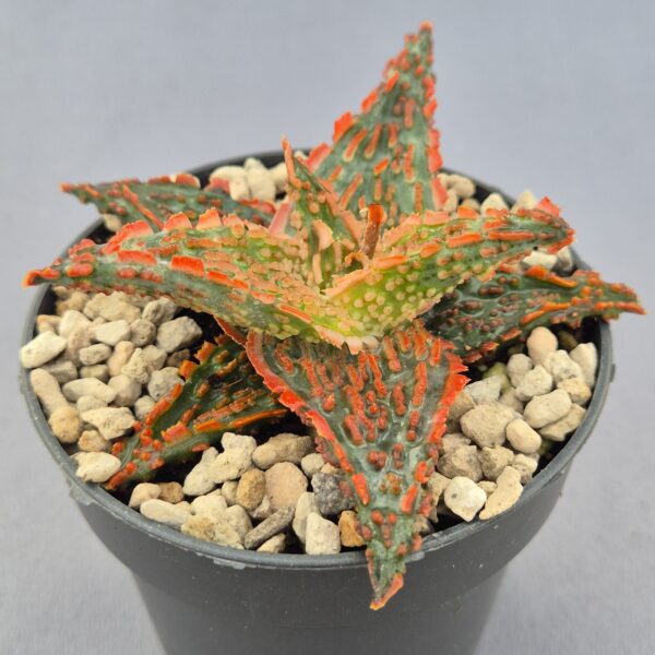 Aloe TCT híbrido 008