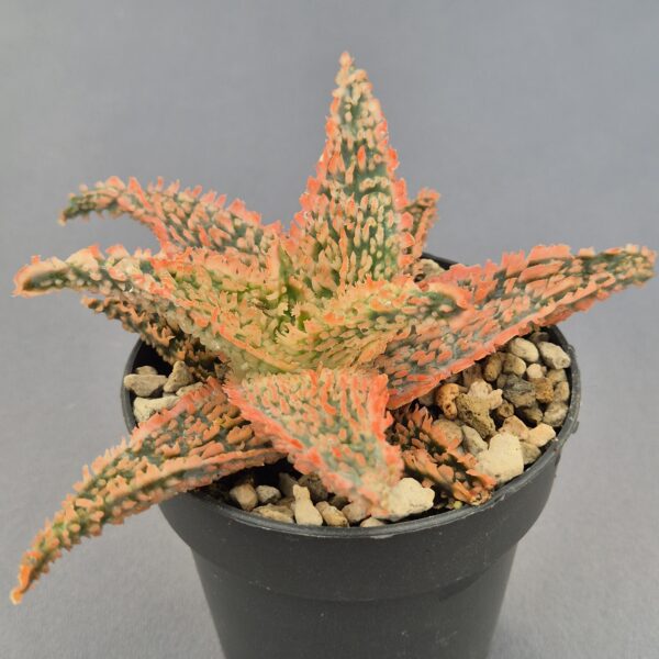 Aloe TCT híbrido 009