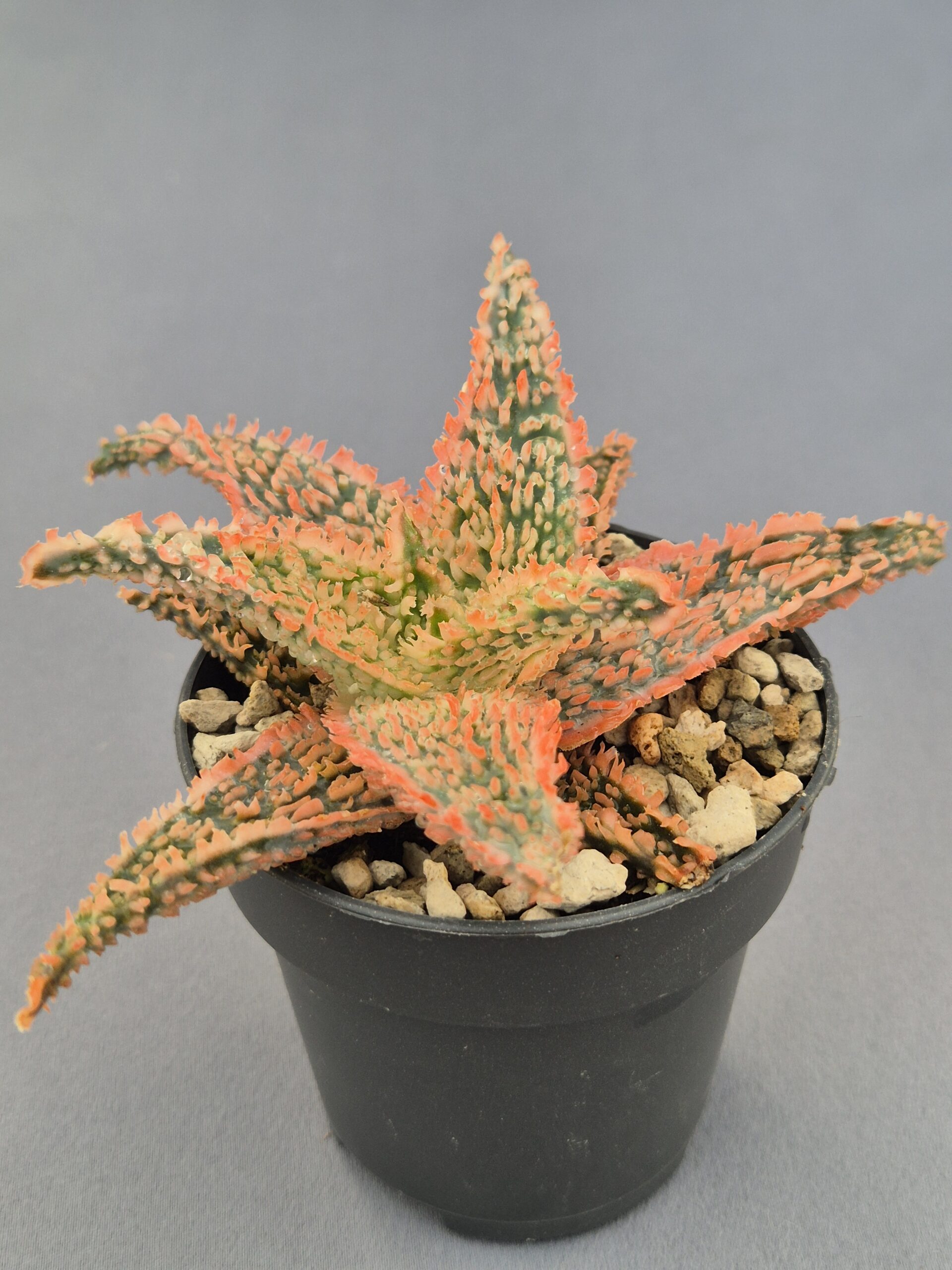 20250223_165247 Aloe TCT híbrido 009 - Imagen 1