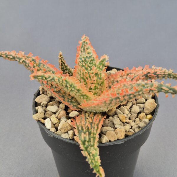 Aloe TCT híbrido 010