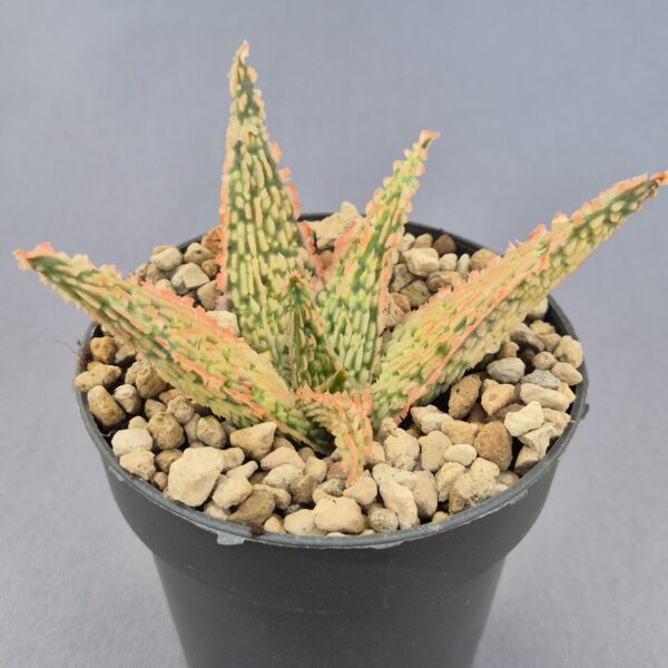 Aloe TCT híbrido 011