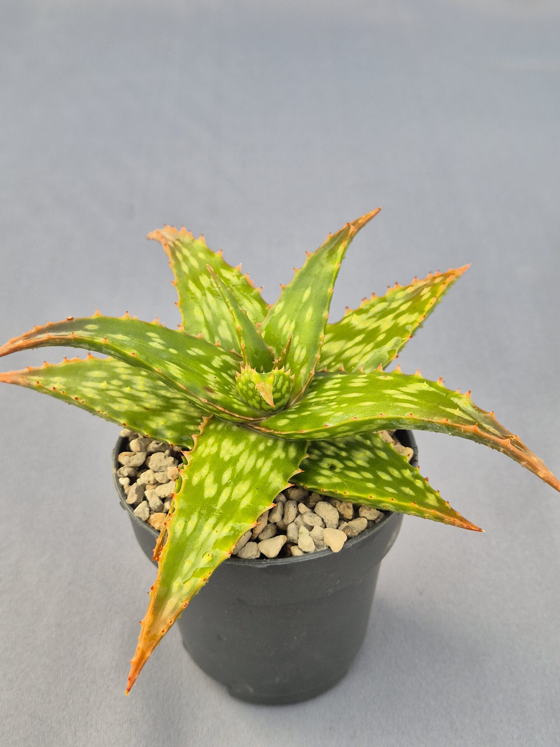 20250225_143210 Aloe híbrido 001 - Imagen 1