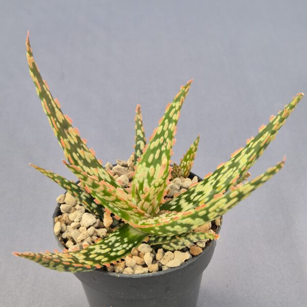 Aloe híbrido 002