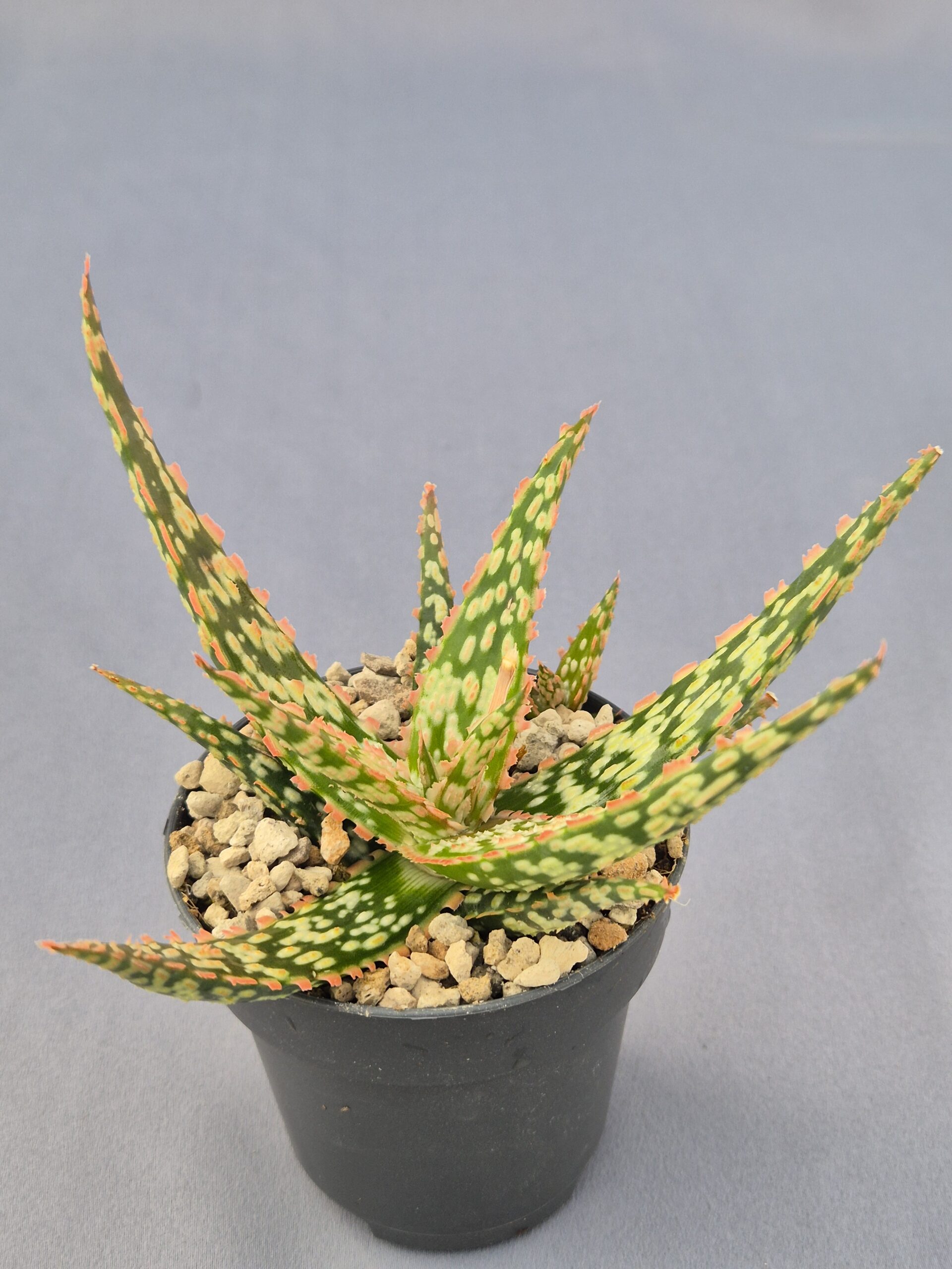 20250225_143436 Aloe híbrido 002 - Imagen 1