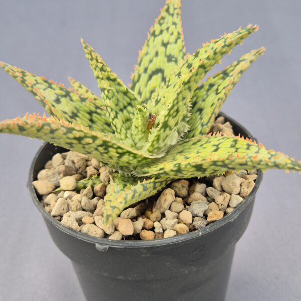 Aloe híbrido 003