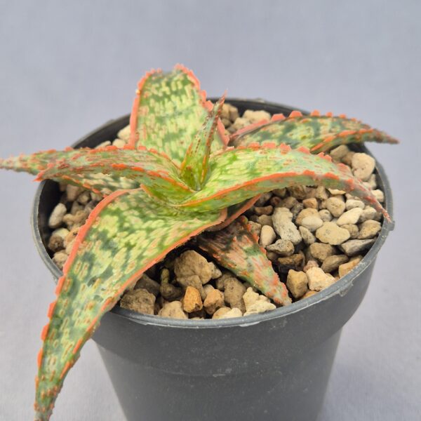 Aloe híbrido 005