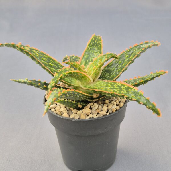 Aloe híbrido 006