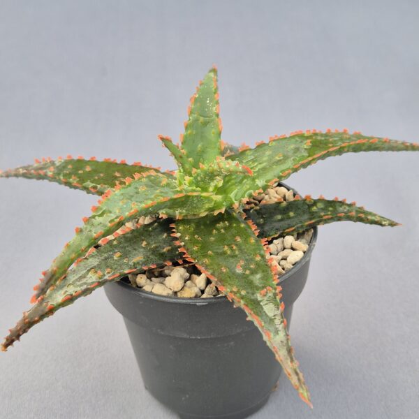Aloe híbrido 008