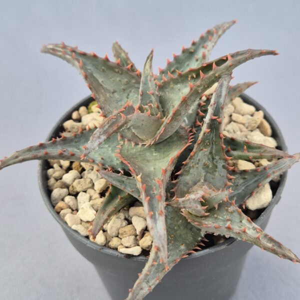 Aloe Castillonae x Aloe Adam híbrido 009