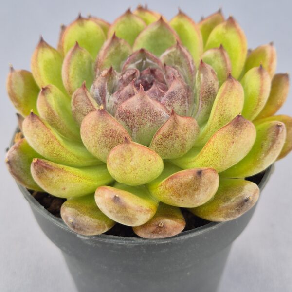 Echeveria Gemstone