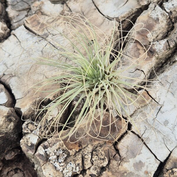 Tillandsia Argentea