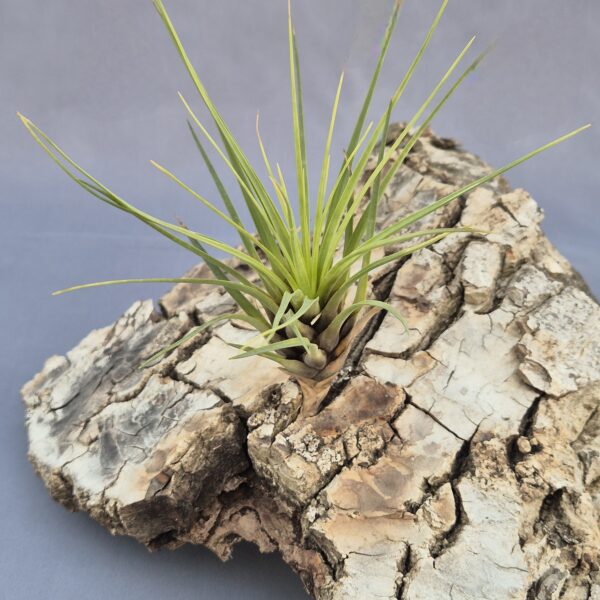 Tillandsia Melanocrater verde