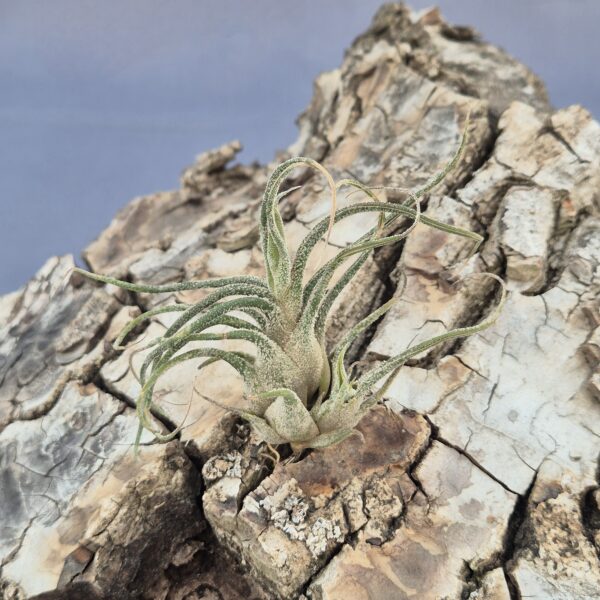 Tillandsia Pruinosa