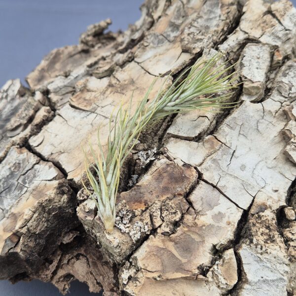 Tillandsia Funckiana