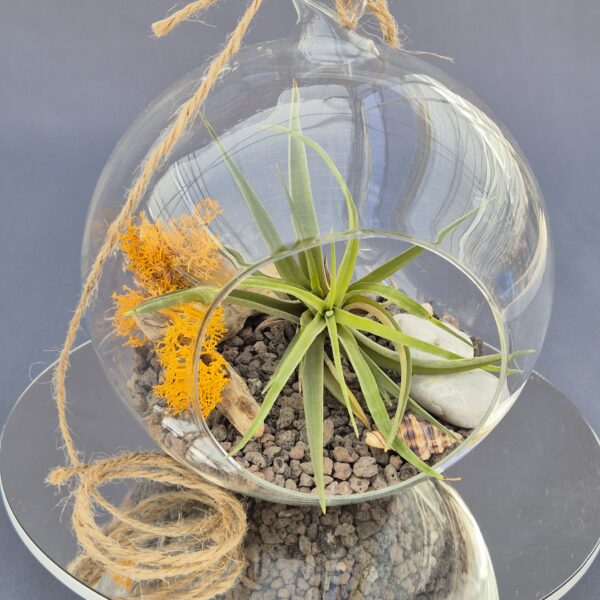 Terrario de cristal ball 002