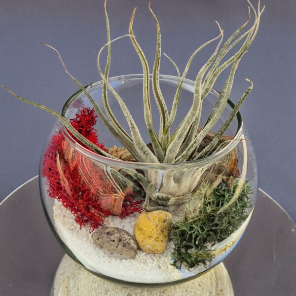 Terrario Mini acuario