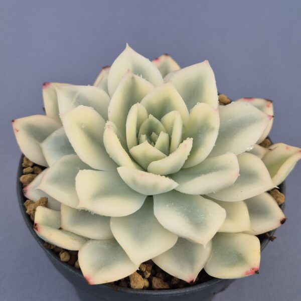 Echeveria Moon Fairy variegada