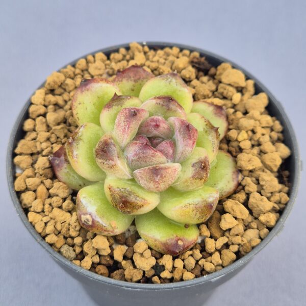 Echeveria Chongqing Forest