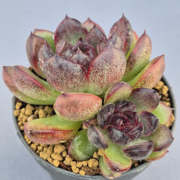Echeveria Black Tiger doble