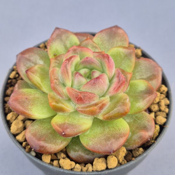 Echeveria Purple Hood