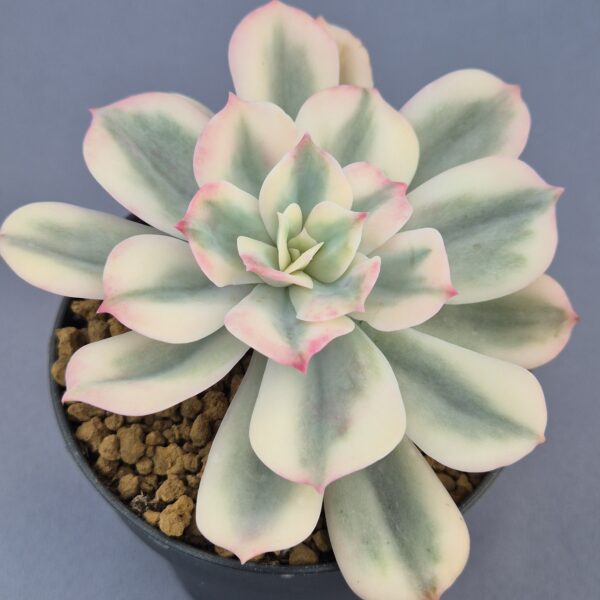 Echeveria Imbricata variegada