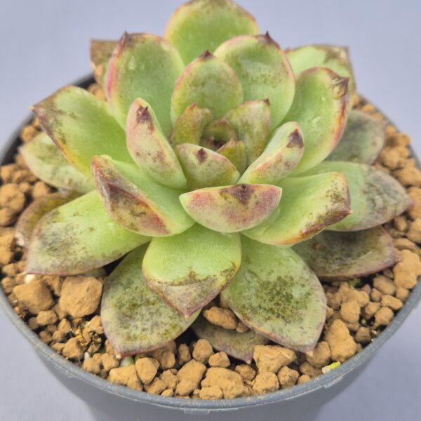 Echeveria Black Crystal