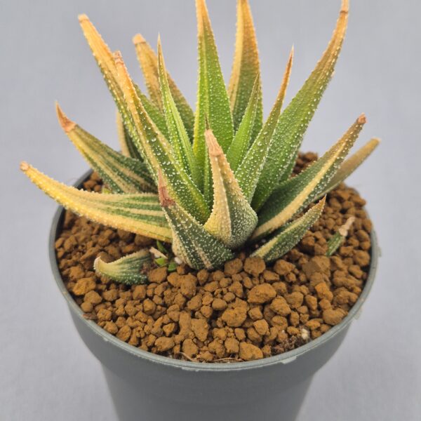 Haworthia attenuata f. variegata