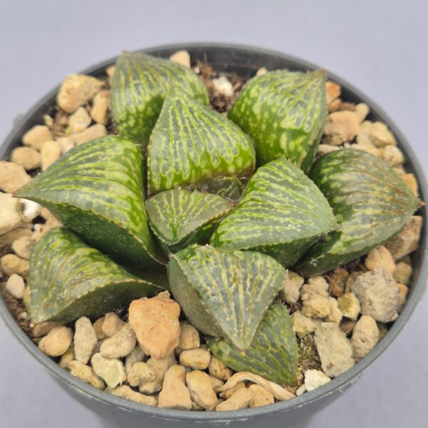 Haworthia 'Queen Marilyn' hibrida