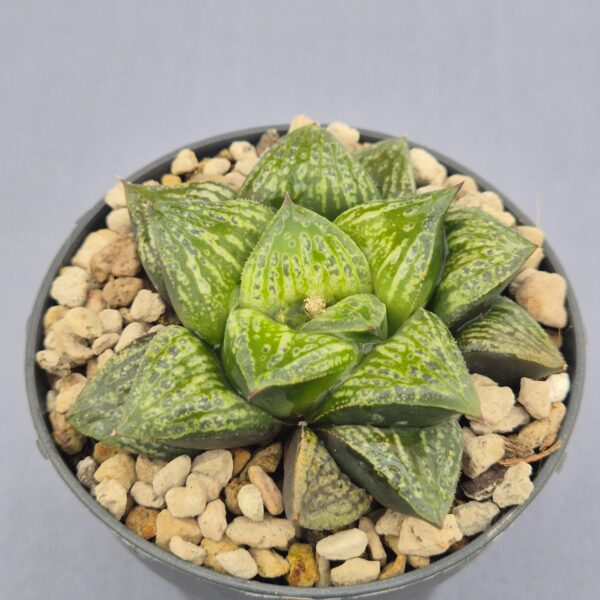 Haworthia Kamen Butokai híbrida