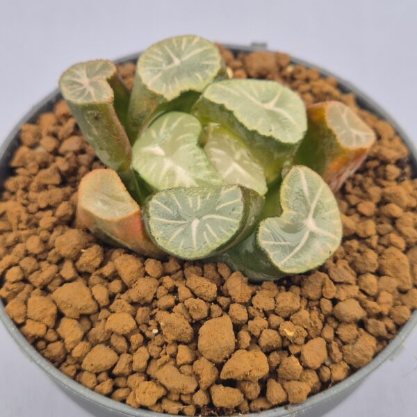 Haworthia Maughanii
