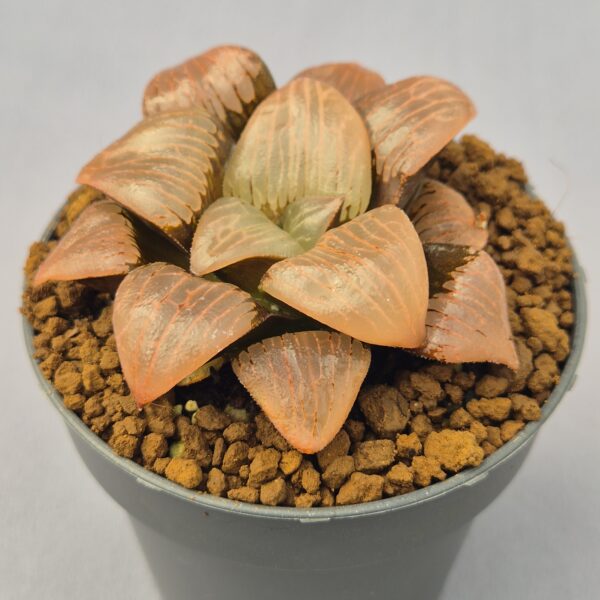 Haworthia Bayeri x Aboukyuu