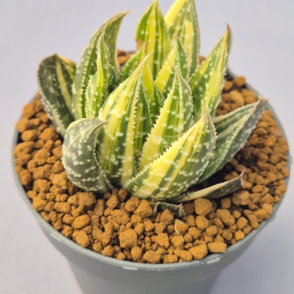 Gasteraloe beguinii f. variegata