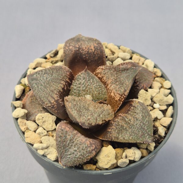Haworthia Mordor híbrida