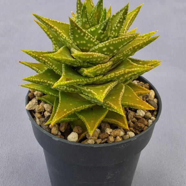 Astroloba foliosa x haworthiopsis