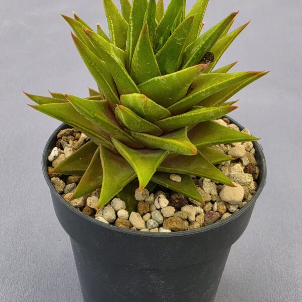 Astroloba foliosa x marginata