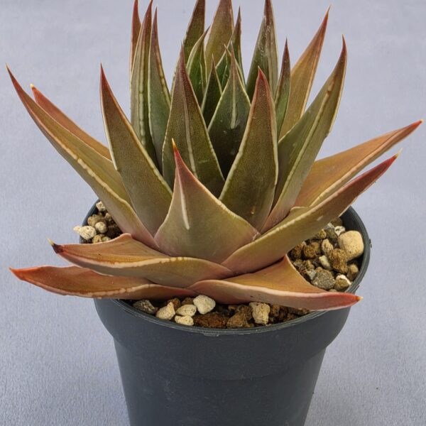 Tulista marginata híbrida