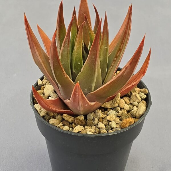 Tulista marginata híbrida